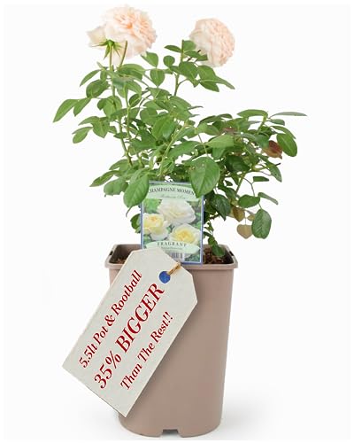 Champagne Moment Floribunda Rose Plant – Delivered in A 5.5 Litre Recyclable Nursery Pot. They are Not Artificial. These are Real, Living, British Grown, Garden Ready, Scented, Outdoor Flowers