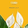 Costa Farms Peace Lily, Live Indoor Plant with Flowers, Easy to Grow Houseplant in Decorative Pot, Potting Soil, Thinking of You, Get Well Soon Gift, Room Decor, 1 Foot Tall #2