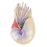 FONDOTIN Figurita De Nautilus Simulado para Decoración Infantil Modelo De Realista para Niño Niña Adorno De Mar para Habitaciones y Salones