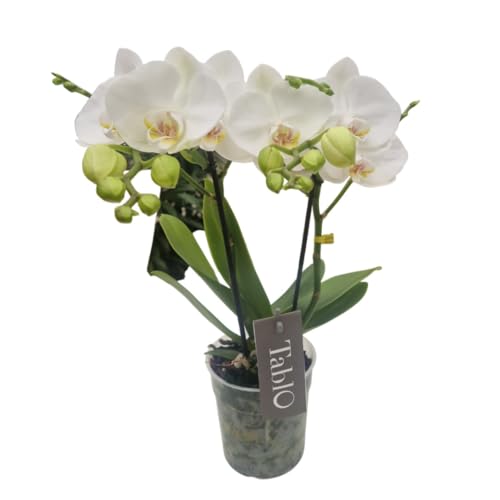 Phalaenopsis Tablo Champagne Opti-flor Orchidee