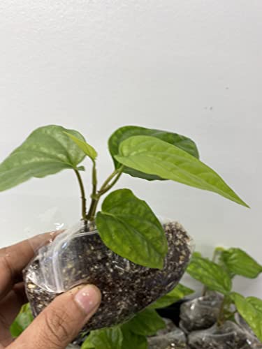 Plants Paradise Ltd Paan Piper Betel Plant, Paan pata Plant, Small bansai Type Plant and Small Leaf from UK