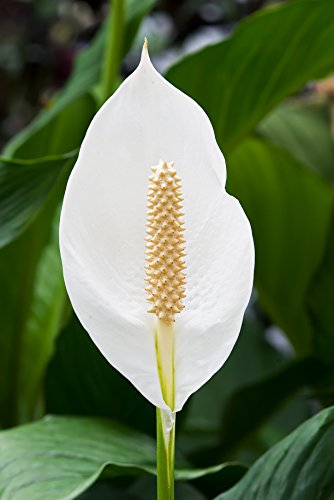 Spathiphyllum Peace Lily ‘Alana’ - Air Purifying House Plant in 13cm Pot - Around 40-50cm in Height