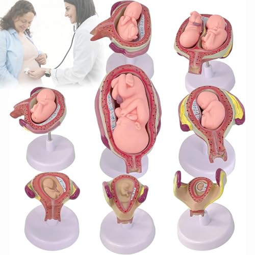 Modelo de desarrollo embrionario humano que facilita la enseñanza de anatomía fetal de PVC