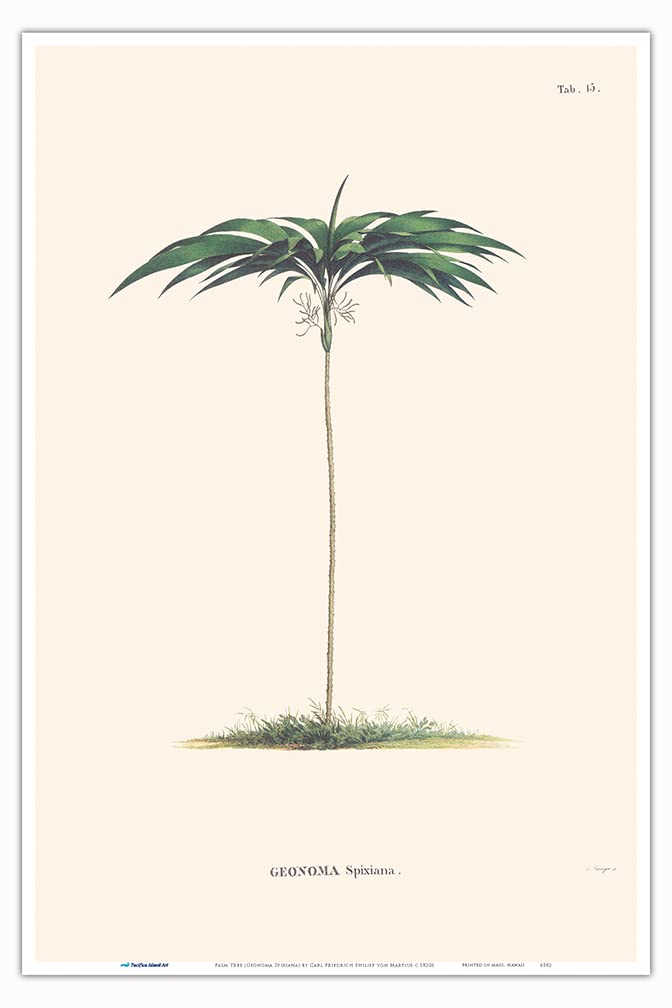 Palm Tree (Geonoma Spixiana) - Vintage Botanical Illustration by Carl Friedrich Philipp von Martius c.1820s - Master Art Print 12in x 18in