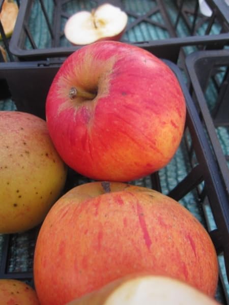 Winterapfel Pommerscher Krummstiel - Malus domestica - 140-150cm