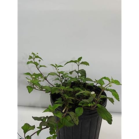 orozu Full Plant with Root Cover