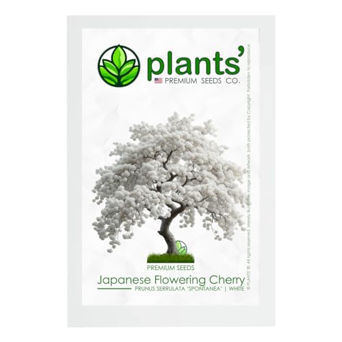 How do you propagate a cherry bonsai from a seed