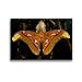 Produktbild CALVENDO Premium Textil-Leinwand 45 x 30 cm Quer-Format Atlasseidenspinner Attacus Atlas, Leinwanddruck von Armin Maywald