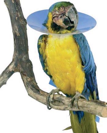 Sanibird Collar ISABELINO para Aves 1X10UD 20CM KRUUSE
