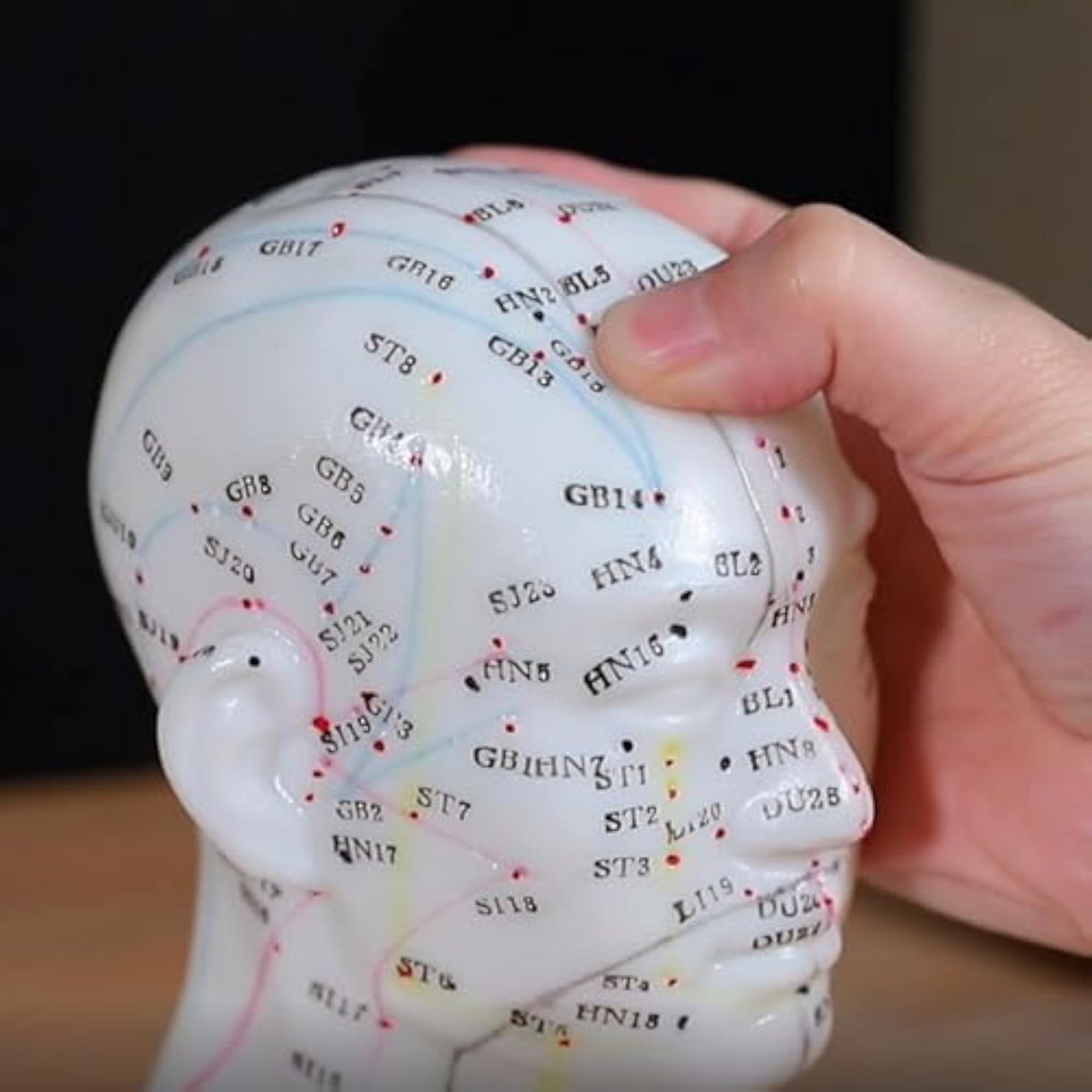 AcuPhysio Human Acupuncture Head Point Guide