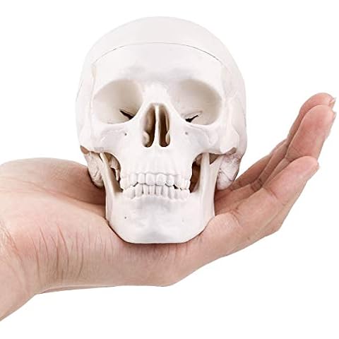 Modelo RONTEN de cráneo humano anatómico Cover