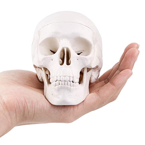 Image of LYOU Mini Skull Model, Human Skull Model for Learning, Anatomy Skull Model (Mini Skull)
