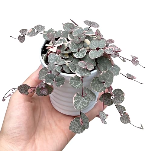 inakougeiiCiREQCj ϗtA   ~jϗt n[gJY fBn[g 3 { A   v[g Mtg O[CeA A Ă₷ (vX`bNiꌊj)