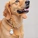 Dog Hair Keepsake Keychain,Dog Hair Collector Keychain Charm Memorial Storage Boxs,Pet Memorial Transparent Keychain(Golden Retriever).