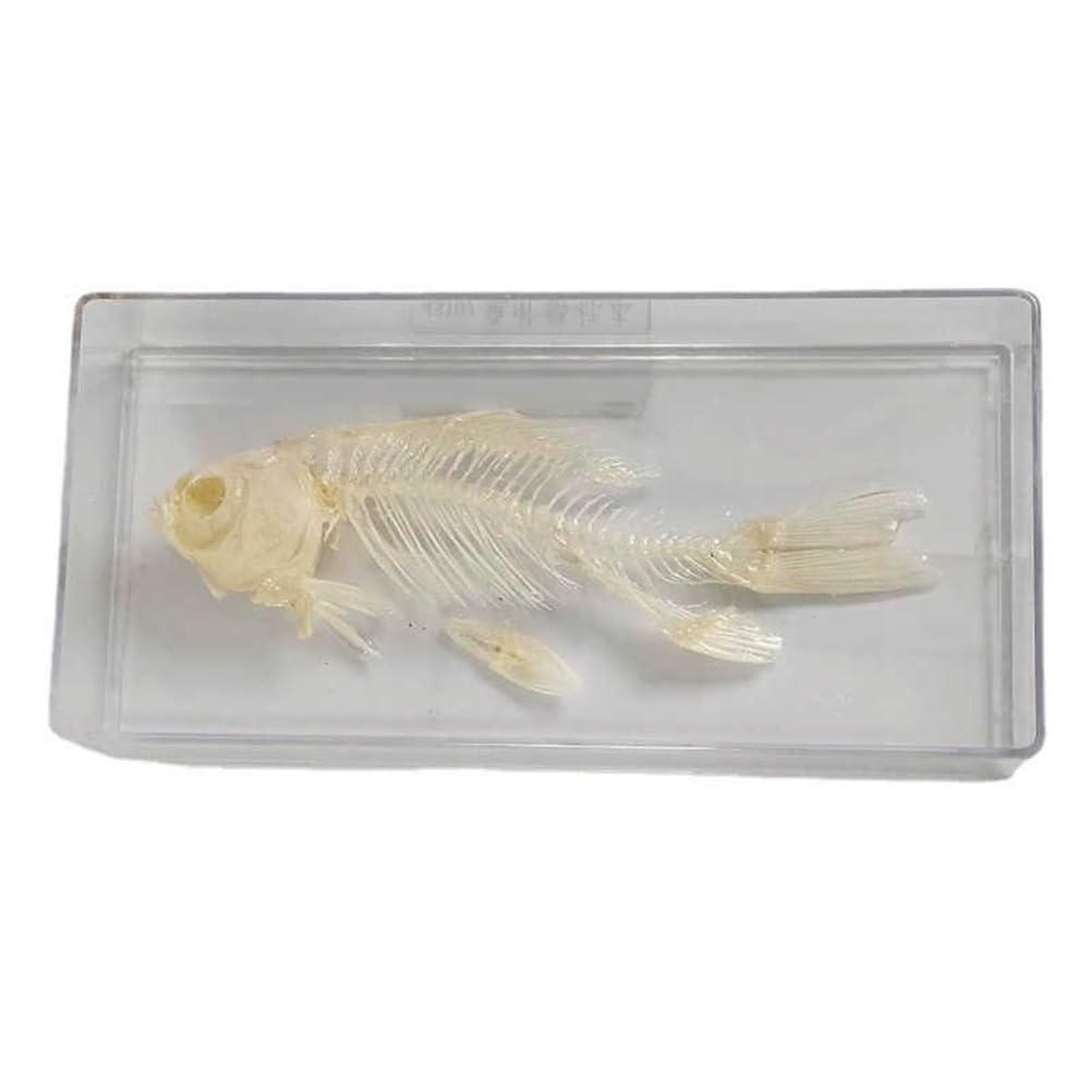 Esqueleto de pez real para taxidermia, el regalo ideal para fans de la ciencia