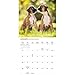 Carousel Calendars, Boxers 2026 Wall Calendar, 12'' X 12'', 16-Month Calendar with Stapled Binding