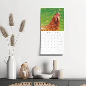 Redrobin2025chickensmonthlywallcalendar12x24openpremiumthicksturdypaperhangable12monthcalendarplasticfree4monthtransitionpagefor2024 Urban Country Home Decor Red robin 2025 chickens monthly wall calendar 12 x 24 open premium thick sturdy paper hangable 12 month calendar plastic free 4 month transition page for 2024 urban country home decor