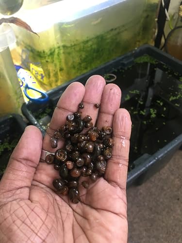20 Mixed Color Ramshorn Snails for Sale