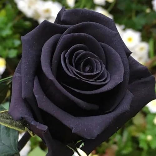 350+ Climbing Rose Seeds for Planting - Rare Rose Rosa Bush Vine Non-GMO Heirloom Flowers Seeds Outdoor Indoor Garden - Thumbnail 3