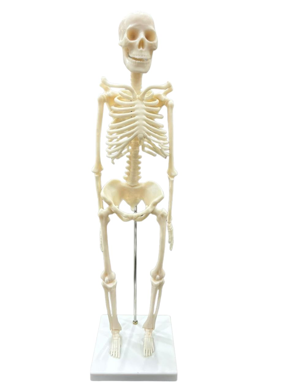 Kay Kay Industries Anatomical Human Skeleton Model for Teaching, 42 cm, Mounted on Stand, Detailed Bone Depiction (B0D93GXMMX) Amazon Price History, Amazon Price Tracker