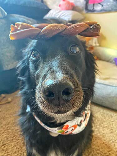 Hotspot Pets Braided Bully Sticks For Dogs - Premium All Natural Long Twisted Beef Pizzle Dog Chew Treats - Grain Free Fully Digestible Rawhide Alternative - 6 Inch Stix (5 Pack) #TOP4
