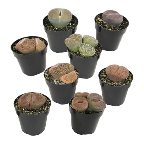 Altman Plants XL Giant Living Stones Succulents (8PK) Lithops Live Plants & Real Succulents, Pet Safe Plants & Live Succulent Plants, Pet Friendly Plants, Live Plants in 2.5" Pots with Succulent Soil Cover