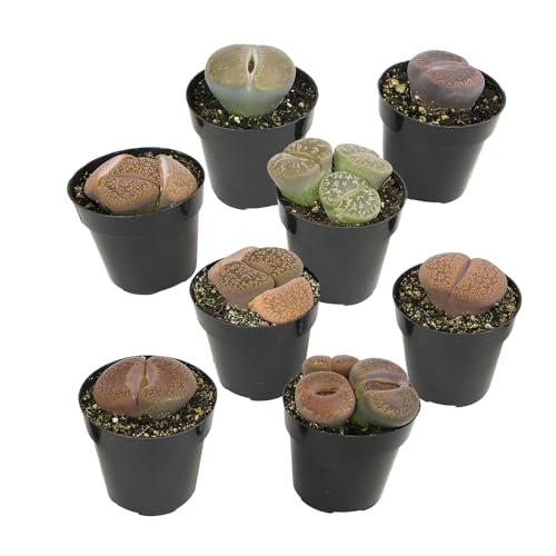 Altman Plants XL Giant Living Stones Succulents (8PK) Lithops Live Plants & Real Succulents Pet Safe Plants & Live Succulent Plants Pet Friendly Plants Live Plants in 2.5 Pots with Succulent Soil