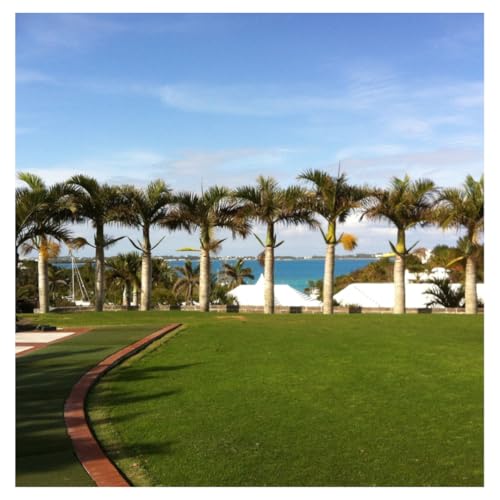 Brownie Brand Majestic Hulled Bermudagrass Seed | Premium Turf Grass for Dense, Drought-Resistant...
