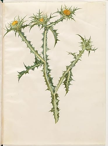 Affiche toile Scolymus Hispanicus Holtzbecker pour votre décoration mural salon