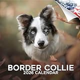 Border Collie Calendar 2019 - Dog Breed Calendar - Wall Calendar 2018-2019