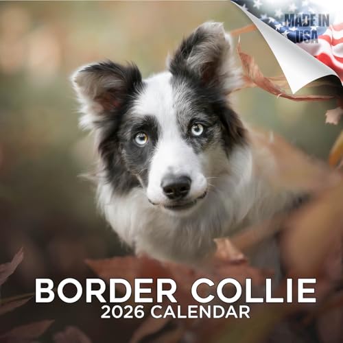 2025 2026 Border Collie Calendar - Dog Breed Monthly Wall Calendar - 12