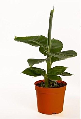 Musa Tropicana Plant. Dwarf Banana Tree in a 12cm Pot