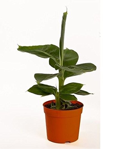 Planta Musa Tropicana - Planta de plátano enano en maceta de 12 cm