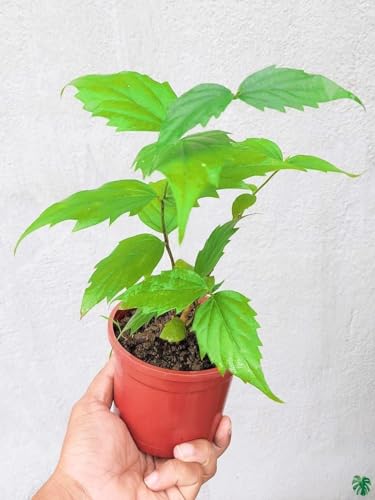 Image of GROWHEAVEN Indoor Outdoor Live Flowring Harsingar Parijat Plant With Medicinal Health And Bloomig Quailty With Plastic Pot Home & Garden Decore (HARSINGAR FLOWER PLANT)