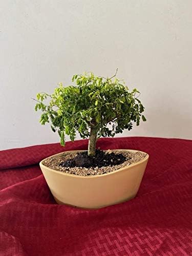 Dwarf Brazilian raintree in 8 inch Pot no one has This on Amazon