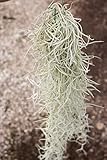 Air Plant Tillandsia Usneoides Thick Form (Spanish Moss) (Large)