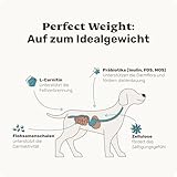 11-in-1 L-Carnitin & Cellulose Snack - Gewichtsmanagement für Hunde - Perfect Weight 270 Snacks (325g) von mammaly - Diätfutter kann beim Abnehmen Hund helfen - Futterzellulose zur Gewichtskontrolle