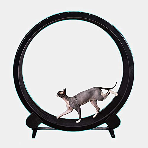 Les 5 Meilleures Roues D Exercice Pour Chat Acheter Pas Cher Avis Test Comparatif