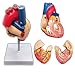 Scientific Human Heart Model: Anatomically Accurate 2-Part Life Size Replica with 34 Anatomical Structures