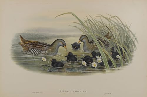 Poster Porzana Maruetta par John Gould - Toile déco oiseau 60x90cm