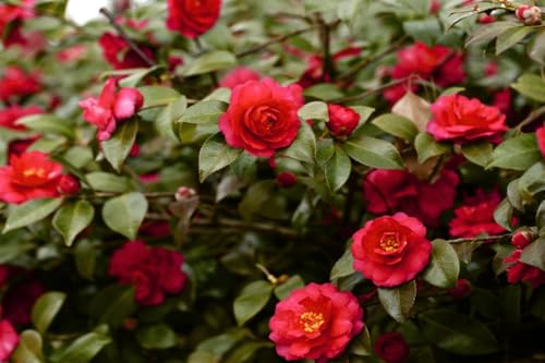 Image of Live Rare Red Hybrid Camellia | Healthy Flowering Plant (2-2.5 ft) | Easy Care in Grow Bag