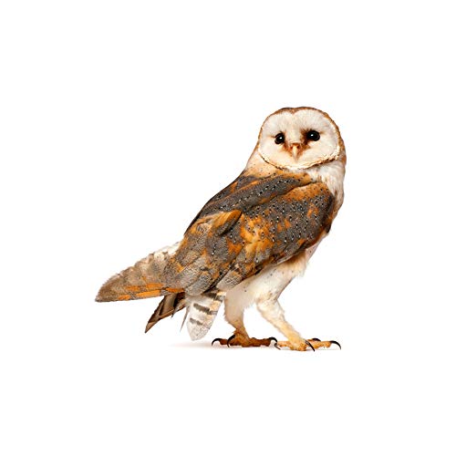 Wee Blue Coo Photo Barn Owl Alba Bird Pray Wall Art Print