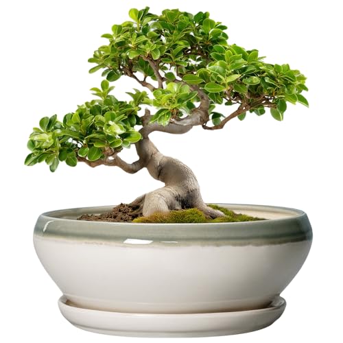 SQOWL Bonsai-Töpfe aus Keramik, 25,4 cm, Sukkulenten-Pflanzgefäße für Zimmerpflanzen, Outdoor… – Ansicht 1