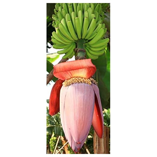 Musa balbisiana gigantea - Japanische Fruchtbanane - 10 Samen -