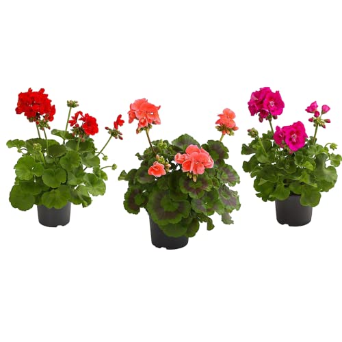 Plantas con Flor para el Hogar Set de 3 Geranios Naturales