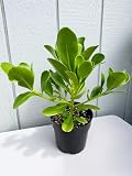 Naupaka Rooted Plant - Hawaiian Beach Plant - Scaevola Taccada - Direct from Hawaii - Tropical Pacific Landscaping Exotic Garden Local Shrub