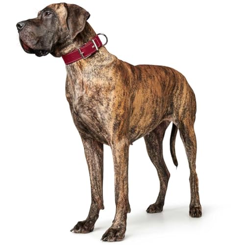 HUNTER AALBORG SPECIAL Hundehalsband, Leder, strapazierfähig, komfortabel, 55 (M), rot