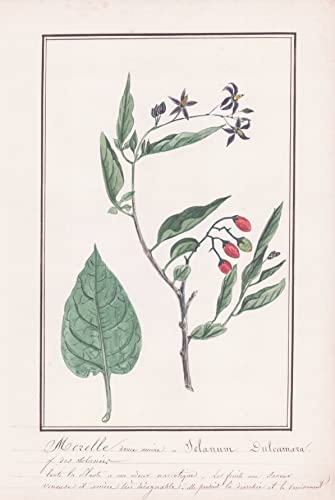 Morelle douce amere / Solanum Dulcamara - Bittersüßer Nachtschatten / Botanik botany / Blume flower / Pflanze plant