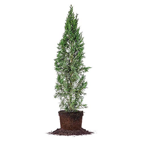Italian Cypress Tree - Live Plant - Trade Gallon Pot
