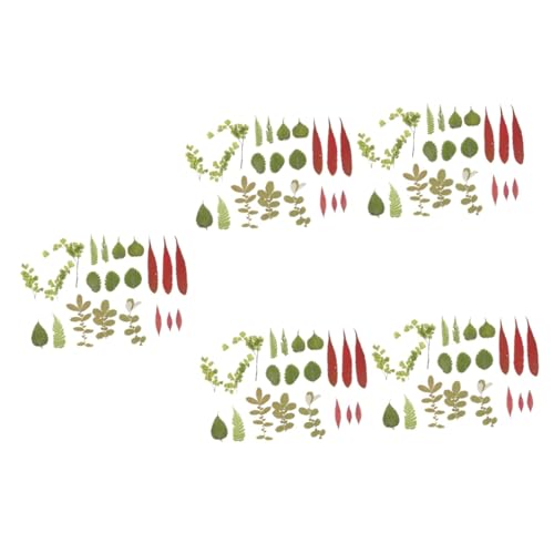 SEWACC 5 Peças 1 Material De Gravação De Flores Secas Artesanato DIY Folhas Reais Folhas Artesanais